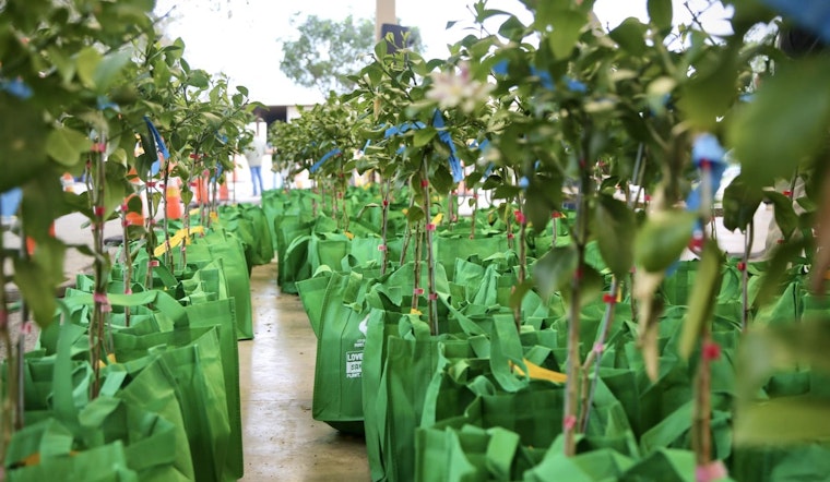 San Antonio Parks and Recreation to Give Away 1,000 Free Fruit Trees on March 23