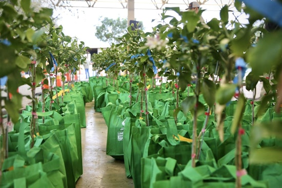 San Antonio to Host Annual Free Fruit Tree Giveaway, Aiming for Greener Cityscape