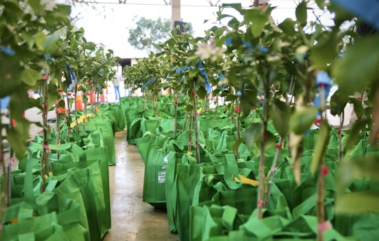San Antonio to Host Annual Free Fruit Tree Giveaway, Aiming for Greener Cityscape