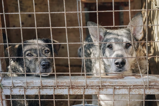 San Antonio's Dangerous Dog Registry Criticized for Excluding Owner Details amid Animal Welfare Debates