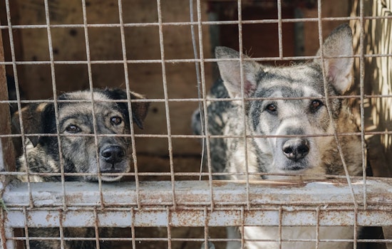 San Antonio's Dangerous Dog Registry Criticized for Excluding Owner Details amid Animal Welfare Debates
