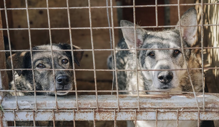 San Antonio's Dangerous Dog Registry Criticized for Excluding Owner Details amid Animal Welfare Debates