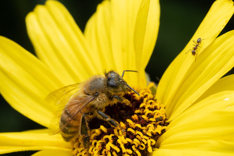 San Diego County Advises on Bee Safety During Spring Bloom, Know How to Avoid Stings