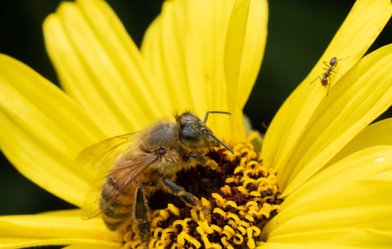 San Diego County Advises on Bee Safety During Spring Bloom, Know How to Avoid Stings