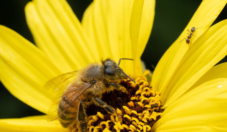 San Diego County Advises on Bee Safety During Spring Bloom, Know How to Avoid Stings