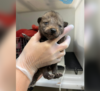 San Diego Humane Society Rescues Coyote Pups in Pacific Beach, Advocates for Wildlife Coexistence