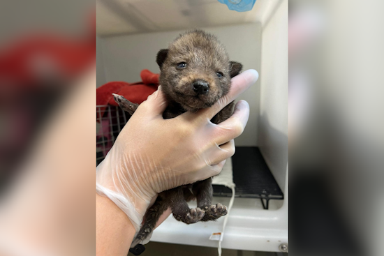 San Diego Humane Society Rescues Coyote Pups in Pacific Beach, Advocates for Wildlife Coexistence