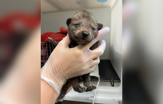 San Diego Humane Society Rescues Coyote Pups in Pacific Beach, Advocates for Wildlife Coexistence