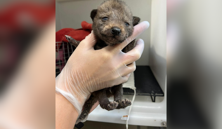 San Diego Humane Society Rescues Coyote Pups in Pacific Beach, Advocates for Wildlife Coexistence