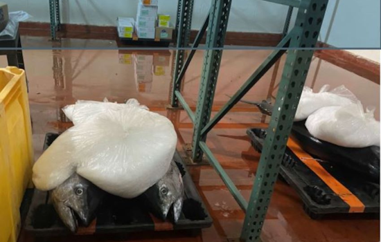 San Diego Poaching Ring Busted for Illegal Fish Sales, Over $26K in Unlawful Transactions