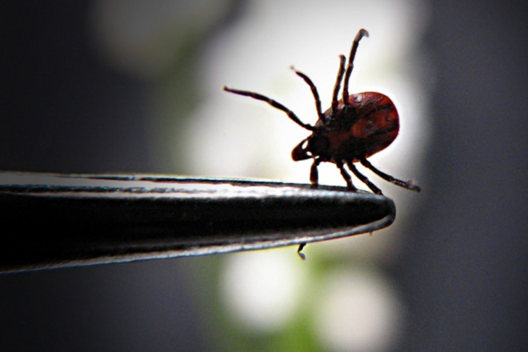 Scientists Spot Protein in Perspiration Shielding Against Lyme Disease