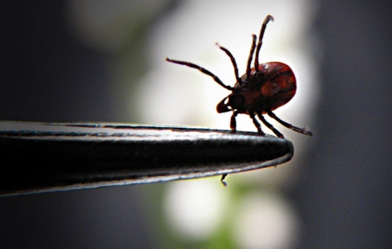 Scientists Spot Protein in Perspiration Shielding Against Lyme Disease