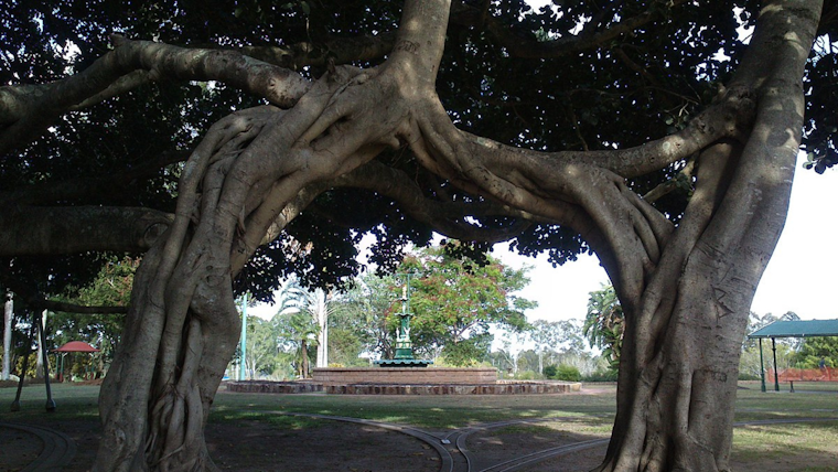 Seattle Enhances Urban Tree Protection with Launch of Innovative