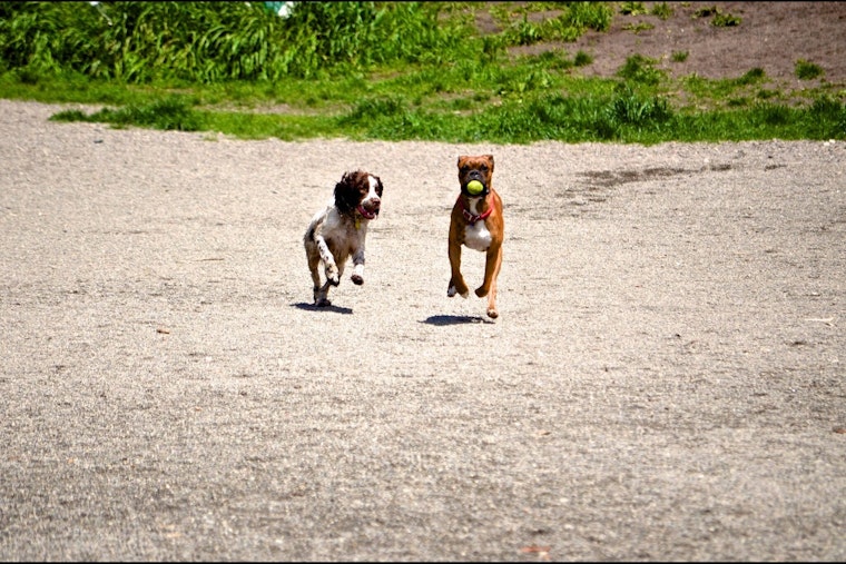 Seattle Parks and Recreation to Discuss Expansion of Off-Leash Dog Areas at Public Hearing