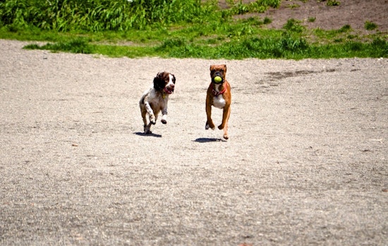 Seattle Parks and Recreation to Discuss Expansion of Off-Leash Dog Areas at Public Hearing