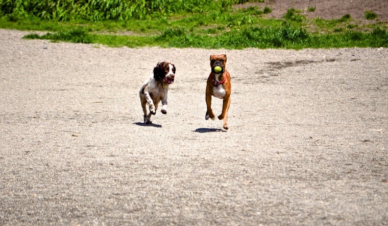Seattle Parks and Recreation to Discuss Expansion of Off-Leash Dog Areas at Public Hearing