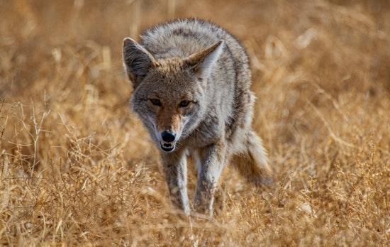 Seattle Pet Owners Mourn Following Coyote Attacks, Call for Wildlife Management Solutions