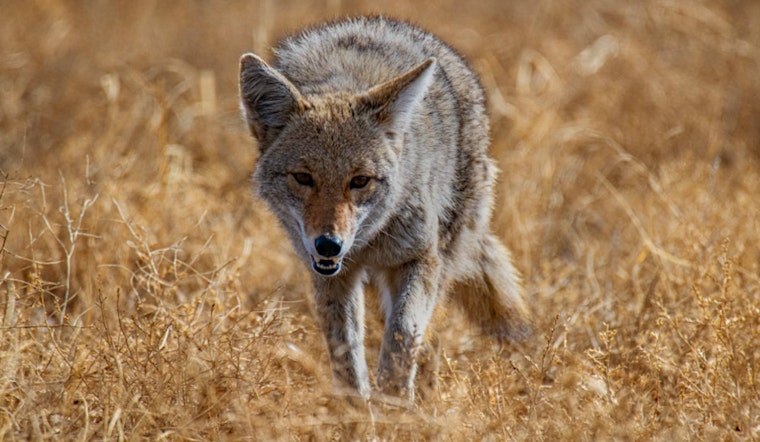 Seattle Pet Owners Mourn Following Coyote Attacks, Call for Wildlife Management Solutions