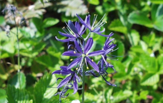 Seattle's Spring Buzz: Nature and Hoops Fever Flourish in Local Parks