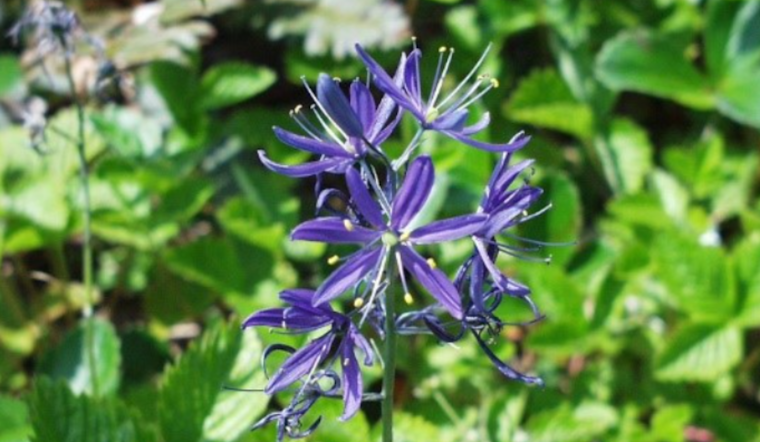 Seattle's Spring Buzz: Nature and Hoops Fever Flourish in Local Parks