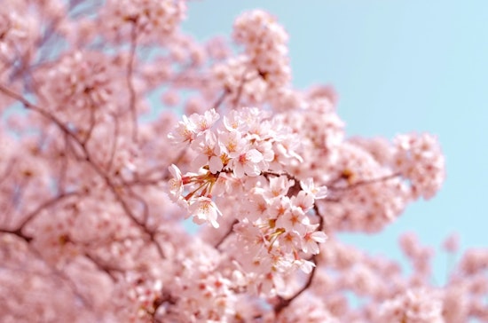 Seattle's U District Blooms Anew with Cherry Blossom Festival and Cultural Celebrations