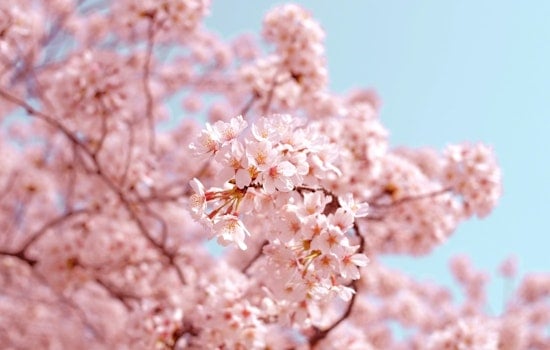 Seattle's U District Blooms Anew with Cherry Blossom Festival and Cultural Celebrations