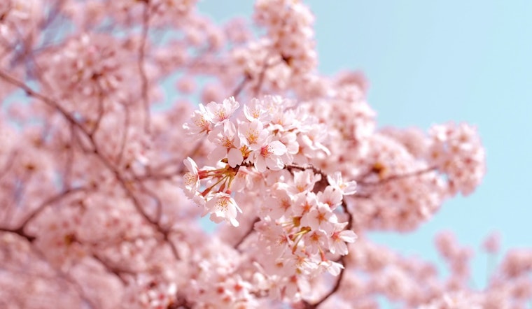 Seattle's U District Blooms Anew with Cherry Blossom Festival and Cultural Celebrations