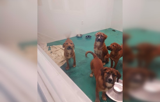 Sevier Animal Care Center in Sevierville Overwhelmed, Urges Adoptions with No Fees