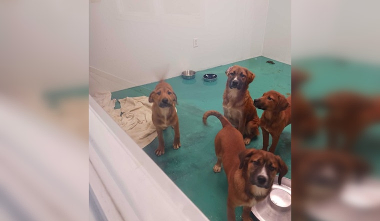 Sevier Animal Care Center in Sevierville Overwhelmed, Urges Adoptions with No Fees