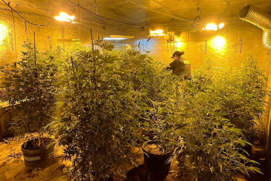 Solano County Sheriff's Deputies Uncover Illegal Marijuana Grow Near Dixon, Seize Plants and Firearm
