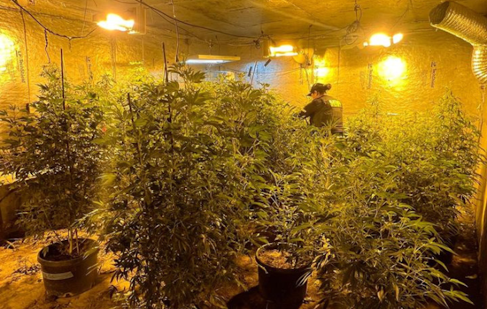 Solano County Sheriff's Deputies Uncover Illegal Marijuana Grow Near Dixon, Seize Plants and Firearm