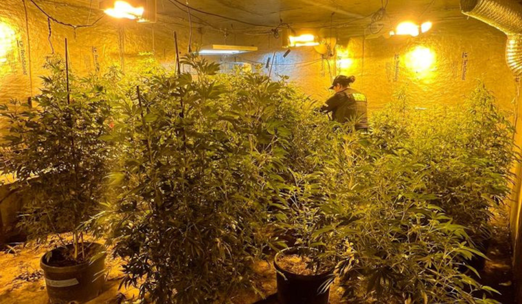 Solano County Sheriff's Deputies Uncover Illegal Marijuana Grow Near Dixon, Seize Plants and Firearm
