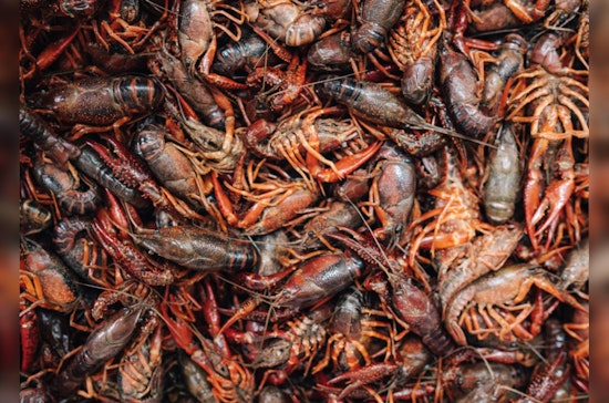 Spiders in the Crawfish Pot: Louisiana TikTok Viral Video Spurs Shock, Food Safety Dialogue