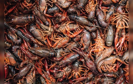 Spiders in the Crawfish Pot: Louisiana TikTok Viral Video Spurs Shock, Food Safety Dialogue