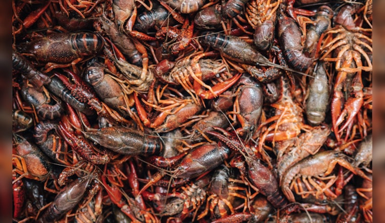 Spiders in the Crawfish Pot: Louisiana TikTok Viral Video Spurs Shock, Food Safety Dialogue