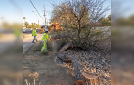 SRP to Plant 200 Trees, Strategically Removing 67 for Power Line Safety