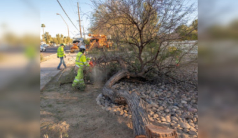 SRP to Plant 200 Trees, Strategically Removing 67 for Power Line Safety