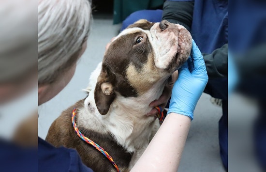 Tacoma Humane Society Takes in 10 Injured Dogs Including Bulldog Shot in Face, Seeks Community Support for Care