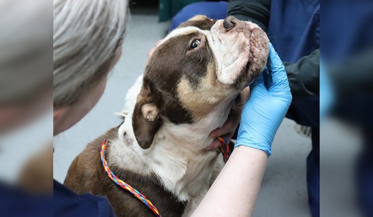 Tacoma Humane Society Takes in 10 Injured Dogs Including Bulldog Shot in Face, Seeks Community Support for Care