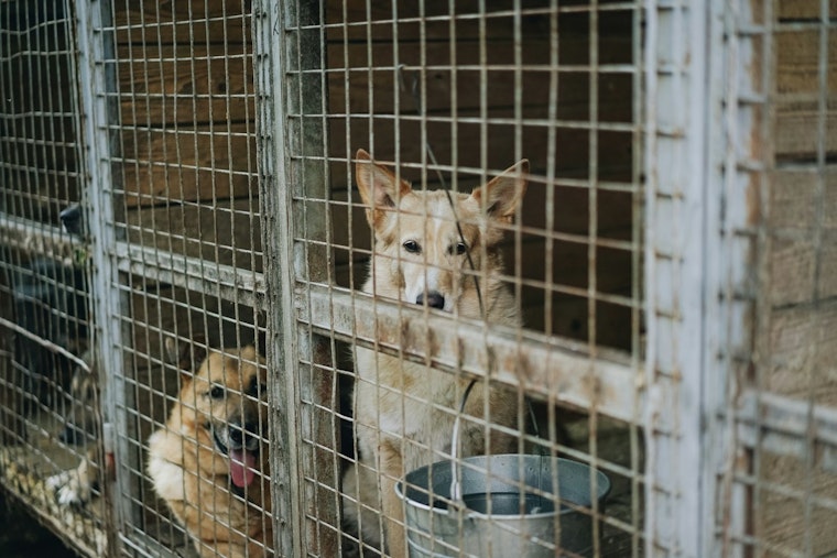 "Tails Around Town": Maricopa County Program Boosts Dog Adoption Chances with Shelter Excursions