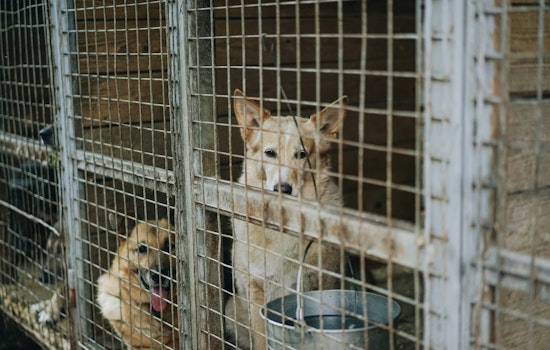 "Tails Around Town": Maricopa County Program Boosts Dog Adoption Chances with Shelter Excursions