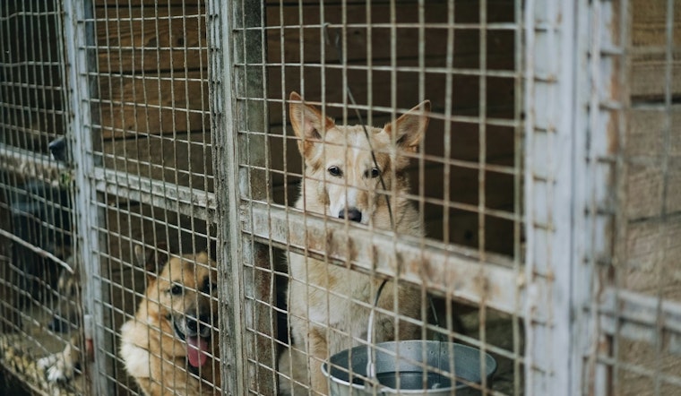 "Tails Around Town": Maricopa County Program Boosts Dog Adoption Chances with Shelter Excursions