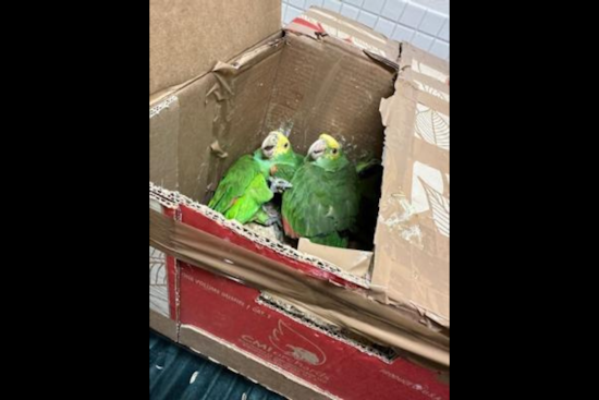 Tecate Border Patrol Seizes 22 Exotic Birds, Woman Detained for Alleged Smuggling Attempt