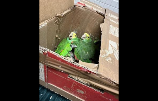 Tecate Border Patrol Seizes 22 Exotic Birds, Woman Detained for Alleged Smuggling Attempt