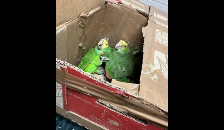 Tecate Border Patrol Seizes 22 Exotic Birds, Woman Detained for Alleged Smuggling Attempt