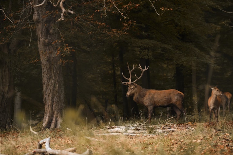Tennessee Fish and Wildlife Commission to Discuss 2024-25 Hunting Seasons in March Meeting