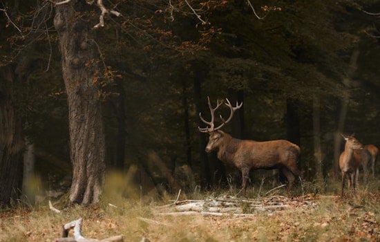Tennessee Fish and Wildlife Commission to Discuss 2024-25 Hunting Seasons in March Meeting