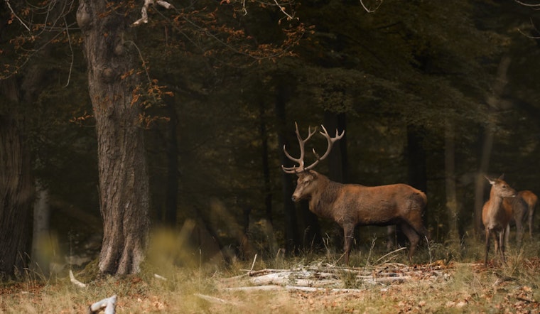 Tennessee Fish and Wildlife Commission to Discuss 2024-25 Hunting Seasons in March Meeting