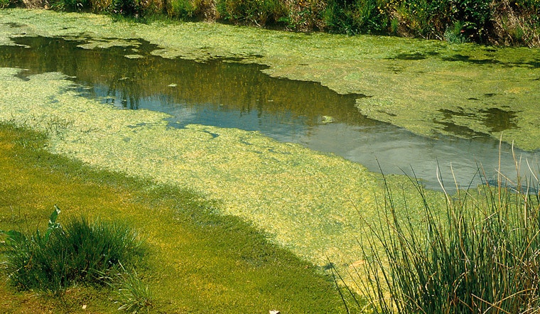 Texas Commission Demands Drastic Cut to Phosphorus Discharge by Liberty Hill Plant Amid Algae Concerns