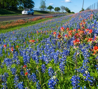 Texas Highways Blossom with Native Wildflowers as TxDOT Cultivates Roadside Beauty for Eclipse Watchers